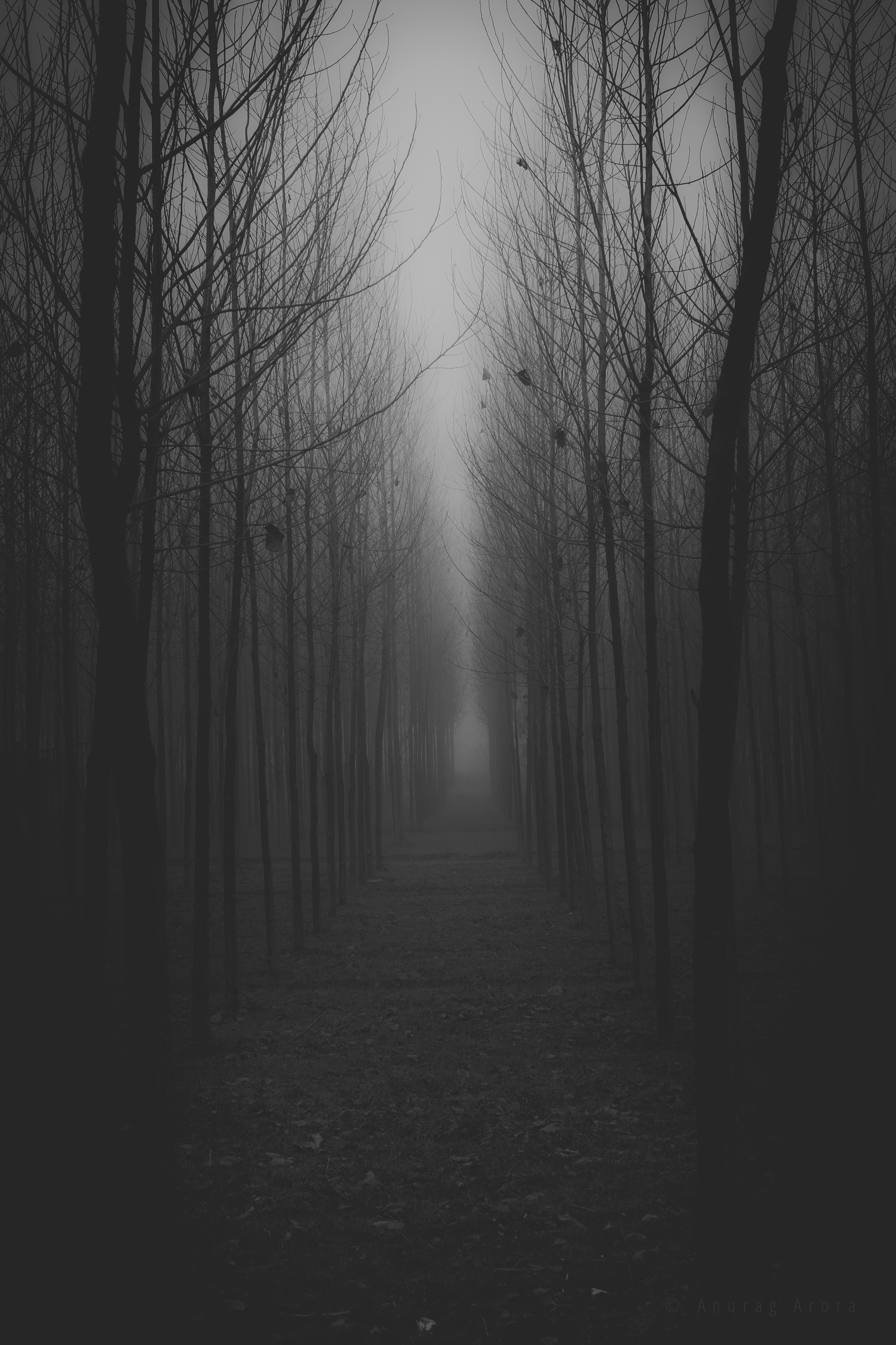 Silent Line-Up in a Misty Morning, India